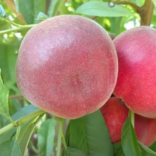 Екстрім 6 (ранній)